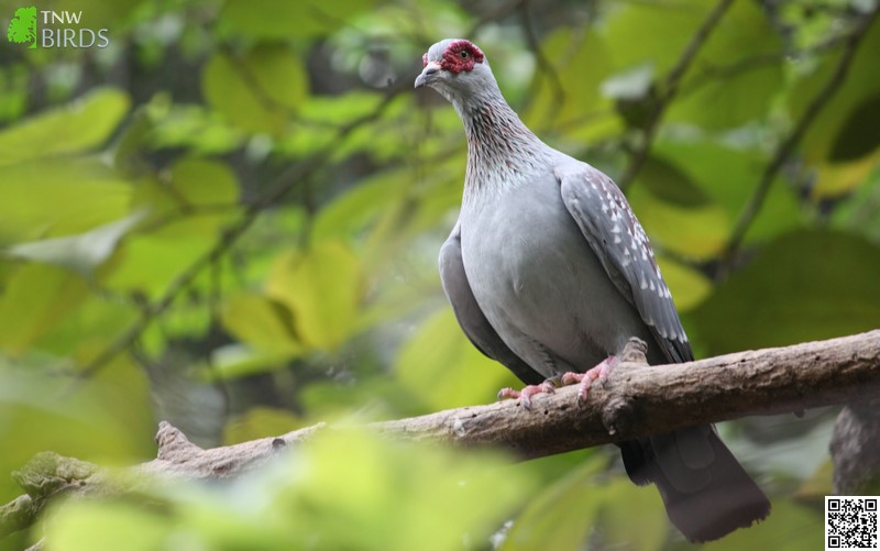 Upland Ground Birds